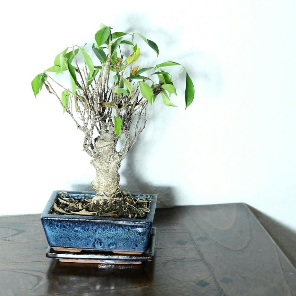 Ficus Bonsai