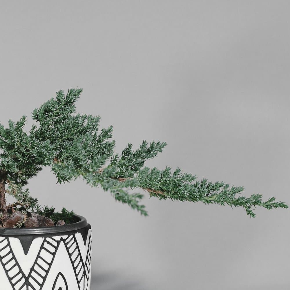 Juniper Bonsai Gift Set
