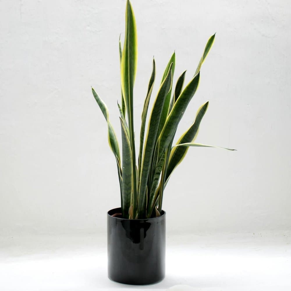 Snake Plant Executive Gift