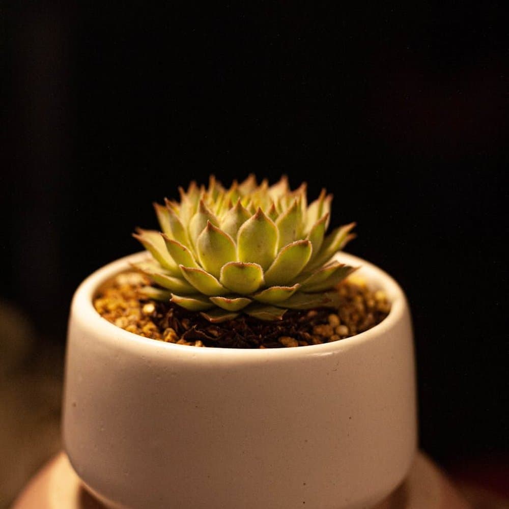 Succulent Garden Gift Box