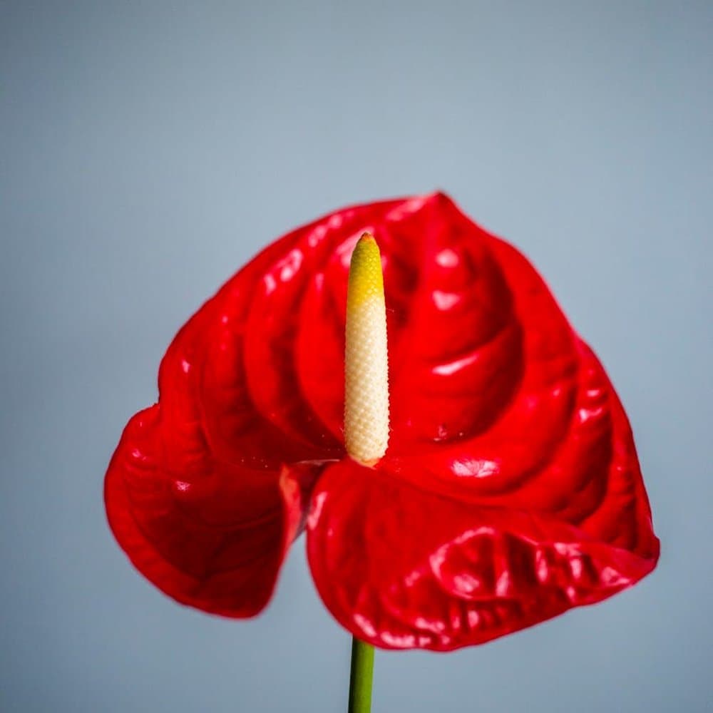 Red Anthurium