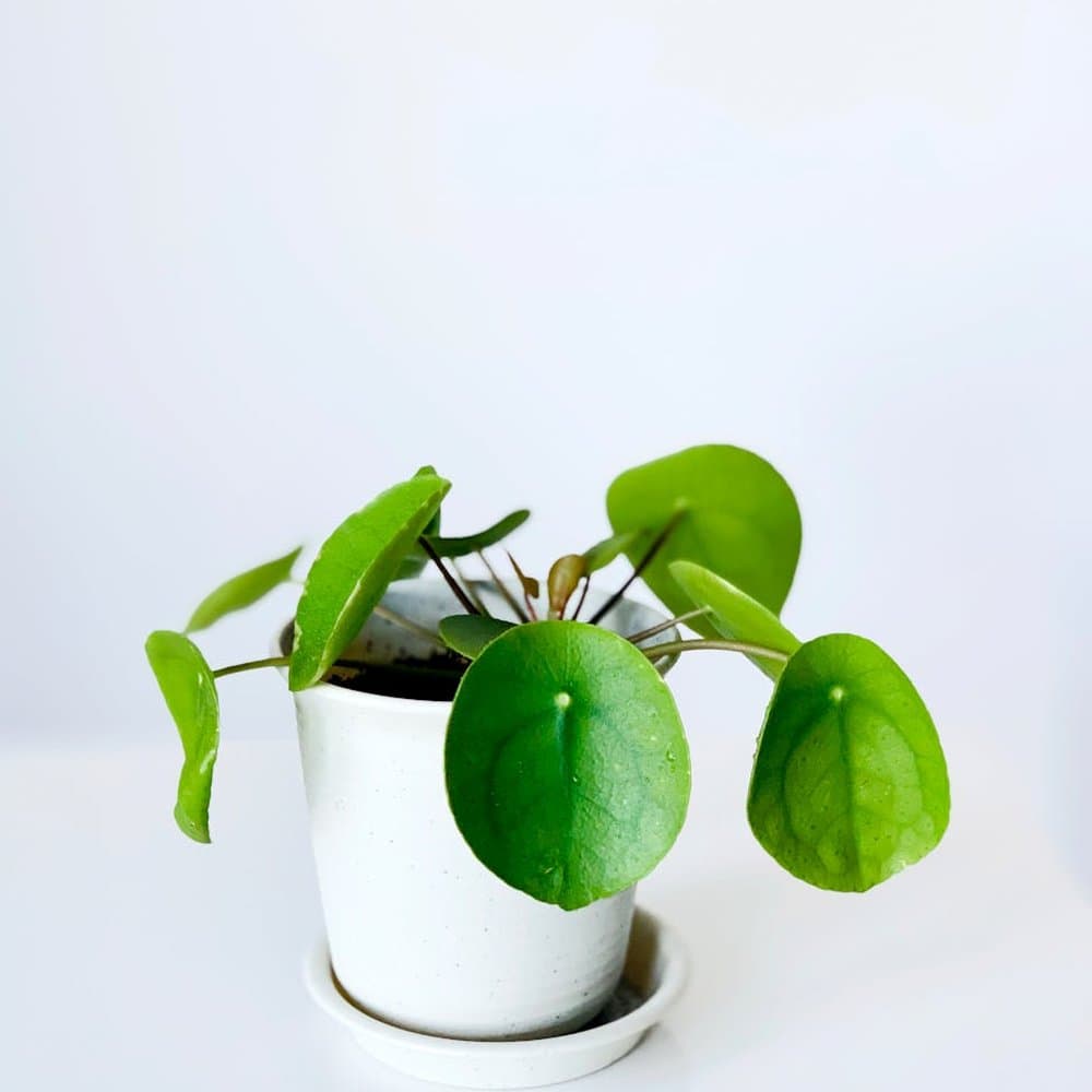 Money Plant