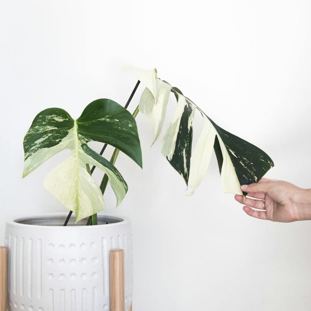 Monstera Deliciosa