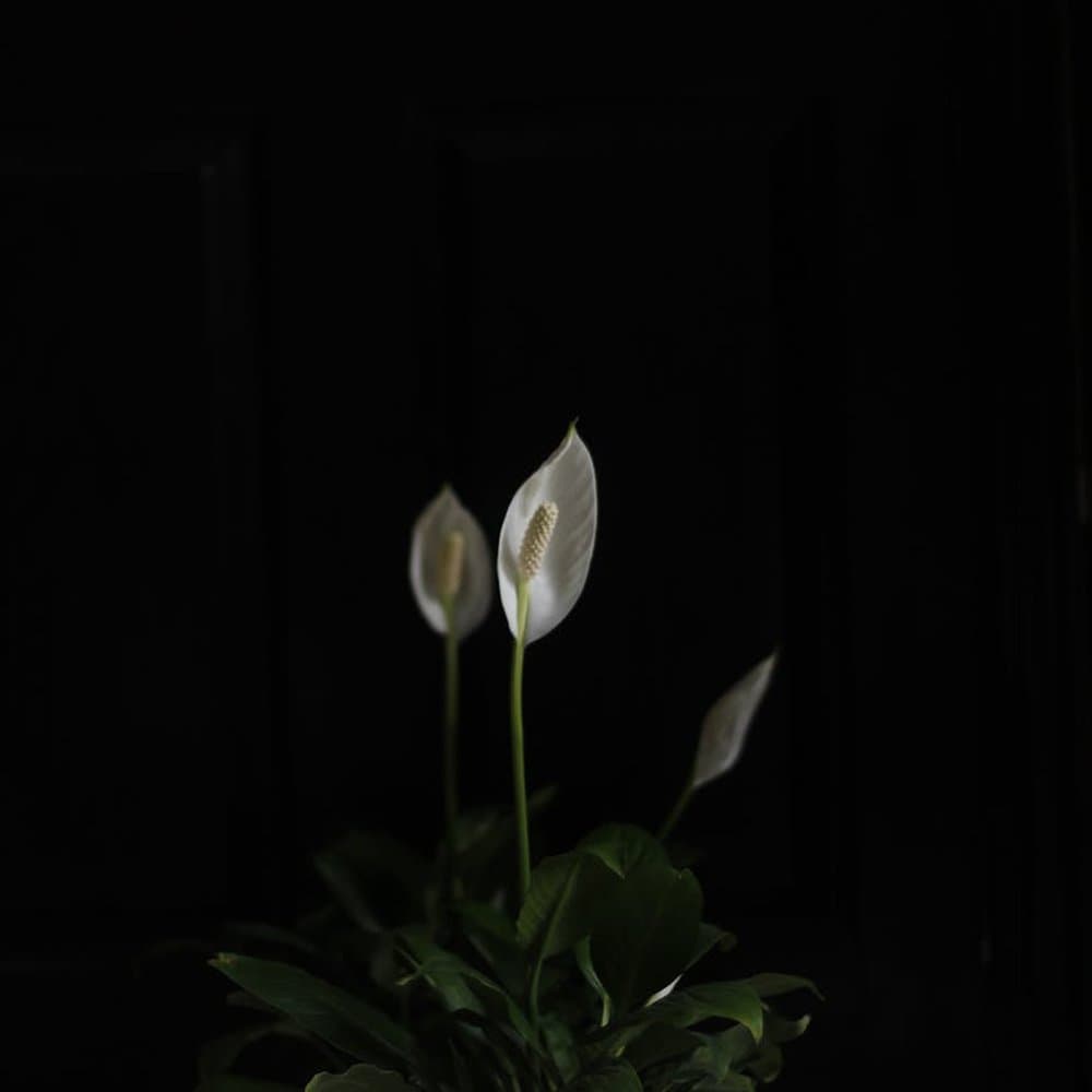 Peace Lily