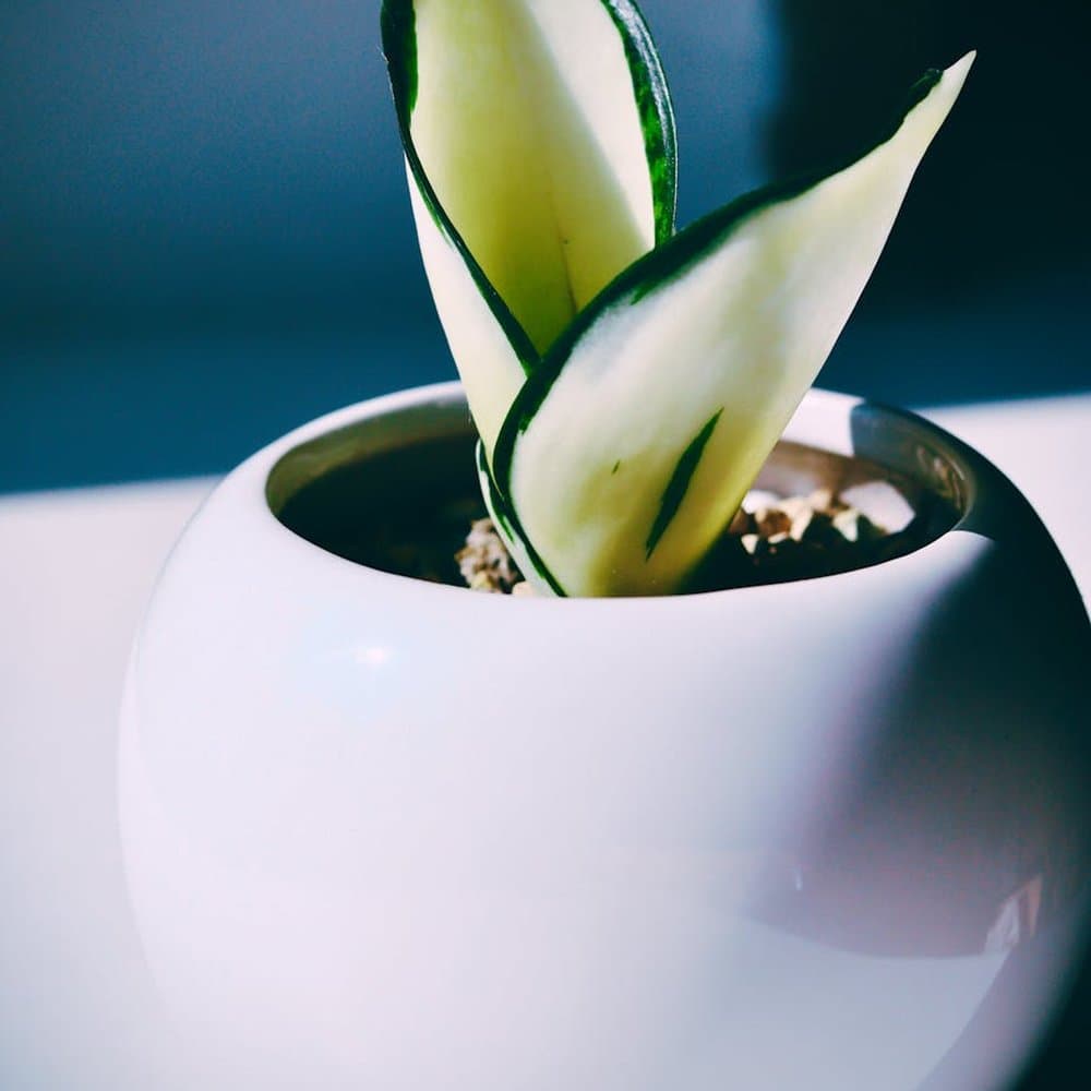 Snake Plant
