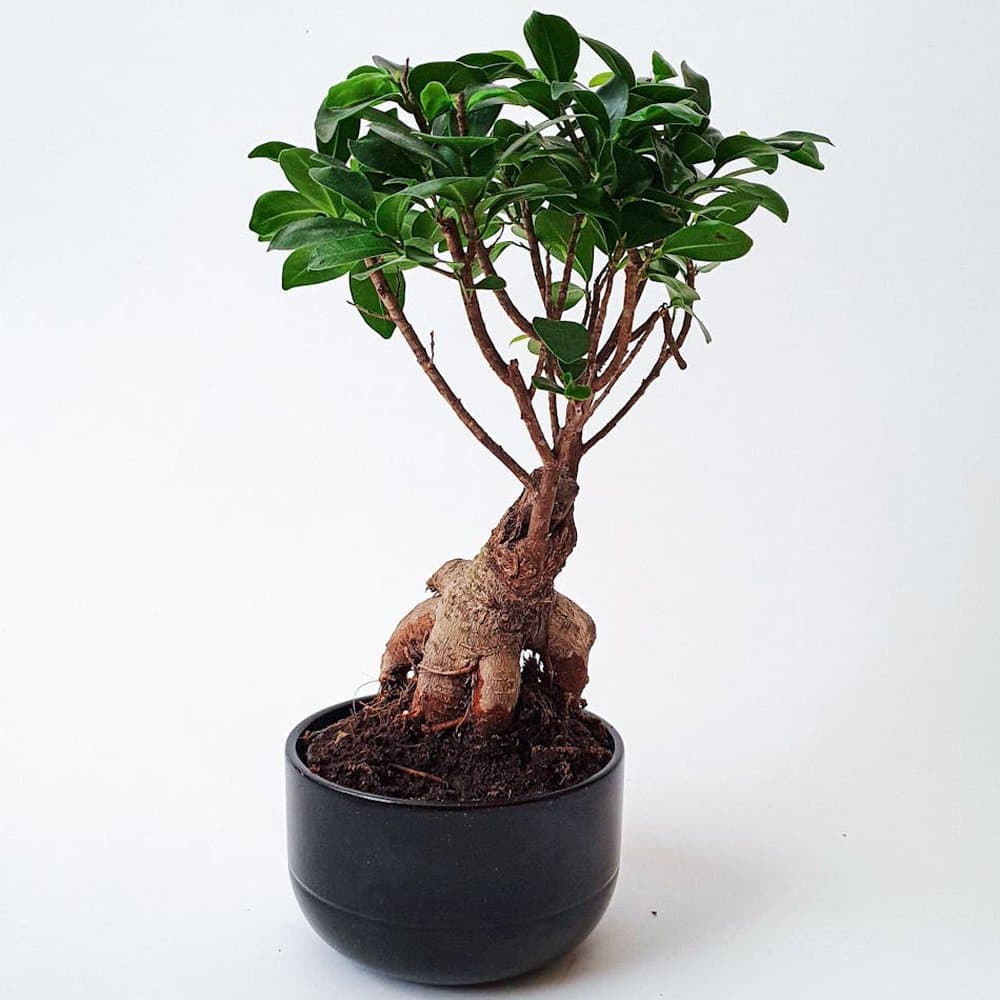 Ficus Tree