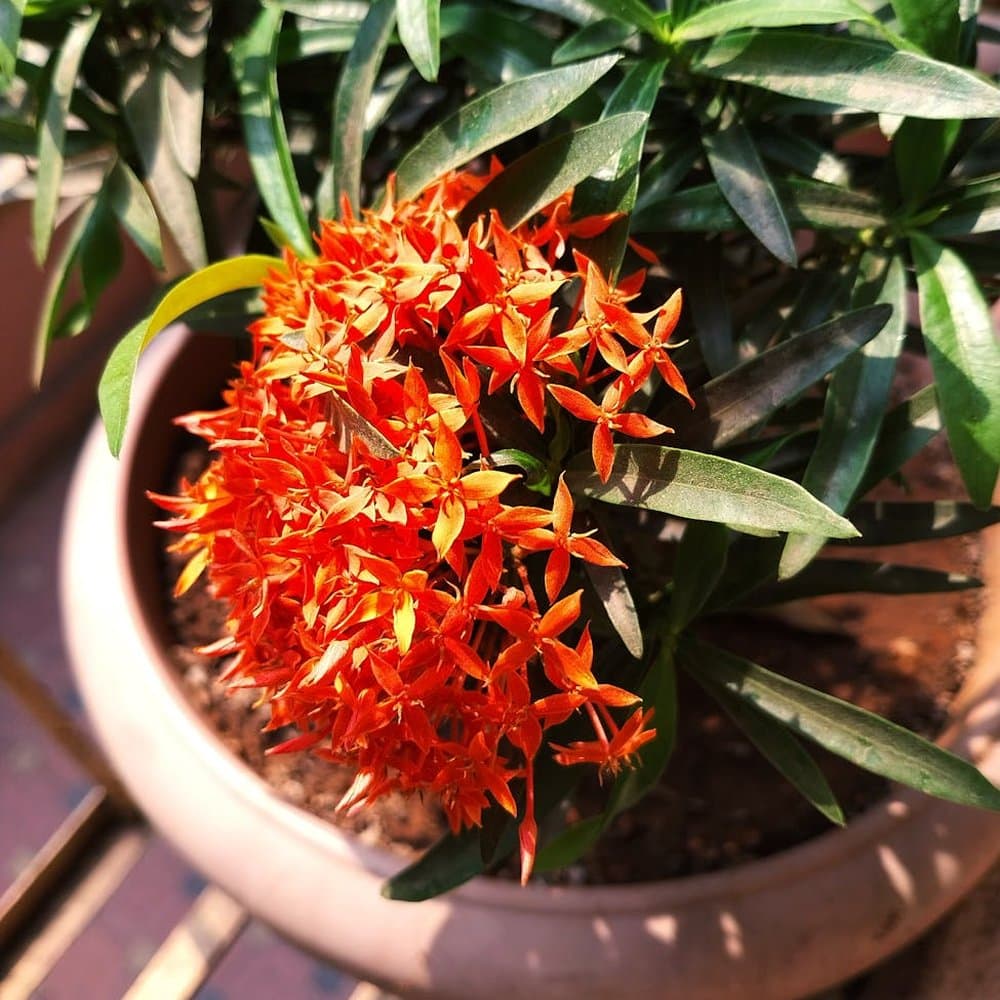 Ixora Shrub