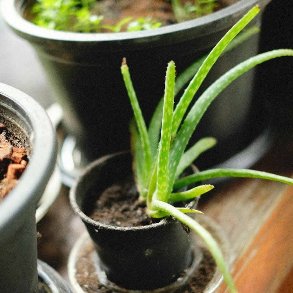 Aloe Vera Succulent